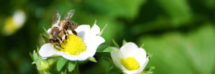 Insektizide Pflanze Biene